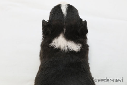 成約済の神奈川県のボーダーコリー-364973の2枚目